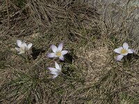 Crocus carpetanus 2, Saxifraga-Willem van Kruijsbergen