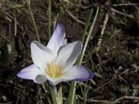 Crocus carpetanus 3, Saxifraga-Willem van Kruijsbergen