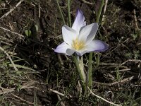 Crocus carpetanus 4, Saxifraga-Willem van Kruijsbergen