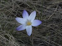 Crocus carpetanus 5, Saxifraga-Willem van Kruijsbergen