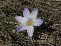 Crocus carpetanus 6, Saxifraga-Willem van Kruijsbergen