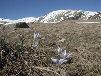 Crocus carpetanus 8, Saxifraga-Willem van Kruijsbergen