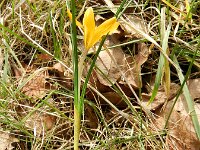 Crocus chrysanthus