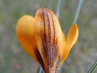Crocus chrysanthus 2, Vroege krokus, Saxifraga-Rutger Barendse