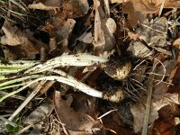 Crocus chrysanthus 4, Saxifraga-Rutger Barendse