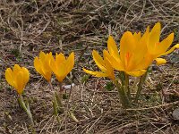 Crocus chrysanthus 5, Vroege krokus, Saxifraga-Harry Jans