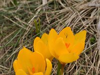 Crocus chrysanthus 6, Vroege krokus, Saxifraga-Harry Jans