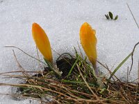 Crocus cvijicii 2, Saxifraga-Harry Jans