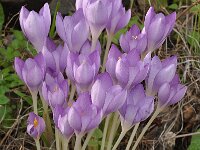 Crocus goulimyi ssp goulimyi 10, Saxifraga-Harry Jans