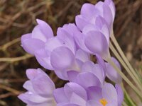 Crocus goulimyi ssp goulimyi 12, Saxifraga-Harry Jans