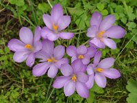 Crocus goulimyi ssp goulimyi 14, Saxifraga-Harry Jans