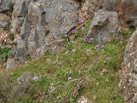 Crocus goulimyi ssp goulimyi 15, habitat, Saxifraga-Harry Jans