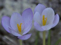 Crocus goulimyi ssp goulimyi 2, Saxifraga-Harry Jans