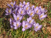 Crocus goulimyi ssp goulimyi 5, Saxifraga-Harry Jans