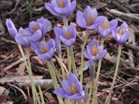 Crocus goulimyi ssp goulimyi 6, Saxifraga-Harry Jans