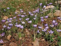 Crocus goulimyi ssp goulimyi 7, Saxifraga-Harry Jans