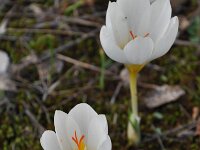 Crocus hadriaticus 4, Saxifraga-Harry Jans