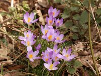 Crocus tommasinianus 10, Boerenkrokus, Saxifraga-Peter Meininger