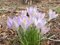Crocus tommasinianus 11, Boerenkrokus, Saxifraga-Rutger Barendse