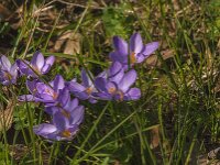 Crocus tommasinianus 13, Boerencrocus, Saxifraga-Jan van der Straaten