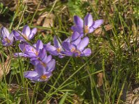 Crocus tommasinianus 14, Boerencrocus, Saxifraga-Jan van der Straaten