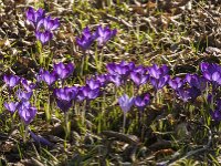 Crocus tommasinianus 15, Boerencrocus, Saxifraga-Jan van der Straaten