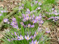 Crocus tommasinianus 17, Boerenkrokus, Saxifraga-Rutger Barendse