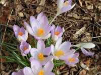 Crocus tommasinianus 18, Boerenkrokus, Saxifraga-Rutger Barendse