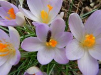 Crocus tommasinianus 19, Boerenkrokus, Saxifraga-Rutger Barendse
