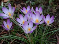 Crocus tommasinianus 2, Boerenkrokus, Saxifraga-Willem van Kruijsbergen