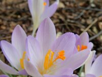 Crocus tommasinianus 20, Boerenkrokus, Saxifraga-Rutger Barendse
