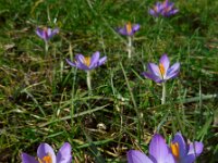 Crocus tommasinianus 21, Boerenkrokus, Saxifraga-Ed Stikvoort