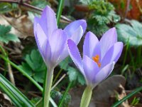 Crocus tommasinianus 23, Boerenkrokus, Saxifraga-Ed Stikvoort