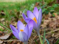 Crocus tommasinianus 24, Boerenkrokus, Saxifraga-Ed Stikvoort