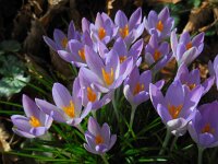 Crocus tommasinianus 25, Boerenkrokus, Saxifraga-Ed Stikvoort