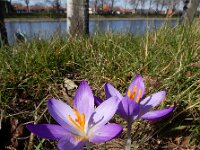 Crocus tommasinianus 27, Boerenkrokus, Saxifraga-Ed Stikvoort