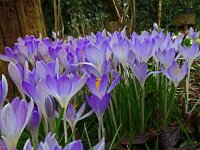 Crocus tommasinianus 35, Boerenkrokus, Saxifraga-Hans Grotenhuis
