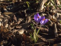 Crocus tommasinianus 37, Boerencrocus, Saxifraga-Jan van der Straaten