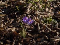 Crocus tommasinianus 38, Boerencrocus, Saxifraga-Jan van der Straaten