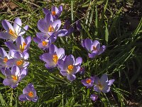 Crocus tommasinianus 39, Boerencrocus, Saxifraga-Jan van der Straaten