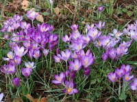 Crocus tommasinianus 4, Boerenkrokus, Saxifraga-Willem van Kruijsbergen