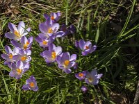 Crocus tommasinianus 40, Boerencrocus, Saxifraga-Jan van der Straaten