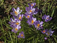 Crocus tommasinianus 41, Boerencrocus, Saxifraga-Jan van der Straaten