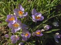 Crocus tommasinianus 42, Boerencrocus, Saxifraga-Jan van der Straaten