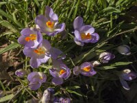 Crocus tommasinianus 43, Boerencrocus, Saxifraga-Jan van der Straaten