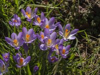 Crocus tommasinianus 44, Boerencrocus, Saxifraga-Jan van der Straaten
