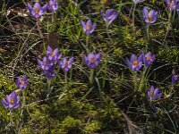 Crocus tommasinianus 45, Boerencrocus, Saxifraga-Jan van der Straaten