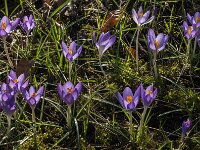 Crocus tommasinianus 46, Boerencrocus, Saxifraga-Jan van der Straaten