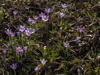 Crocus tommasinianus 47, Boerencrocus, Saxifraga-Jan van der Straaten
