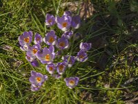 Crocus tommasinianus 48, Boerencrocus, Saxifraga-Jan van der Straaten